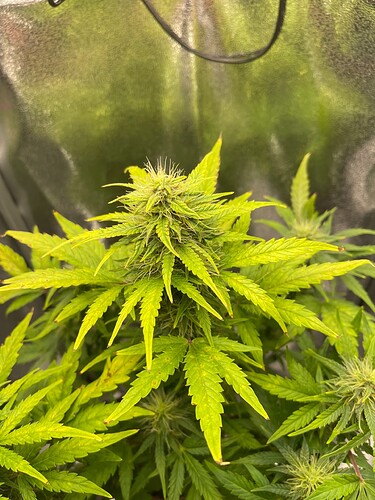 Growreport Bild 5