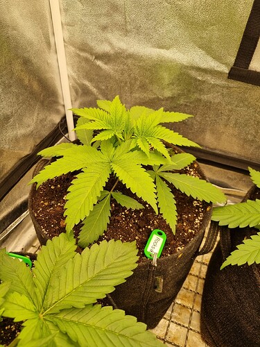 Growreport Bild 6