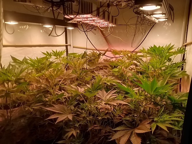 Growreport Bild 55