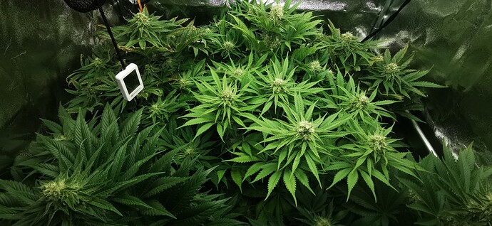 Growreport Bild 16