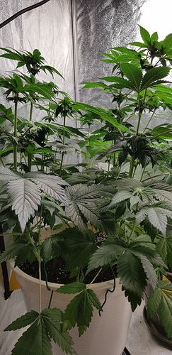 Growreport Bild 1