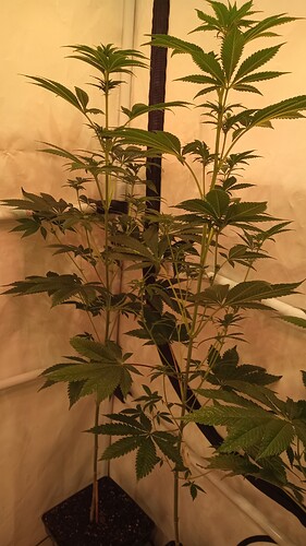 Growreport Bild 5