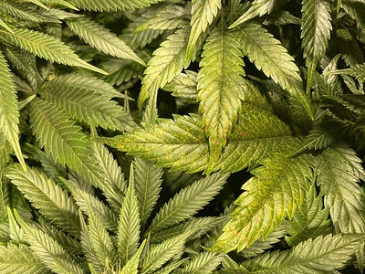 Growreport Bild 8