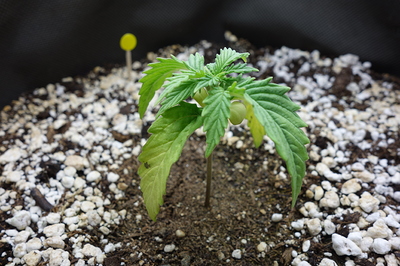 Ein junger Cannabis-Keimling mit zwei Keimblättern und den ersten echten Blättern, der in einem Topf mit Erde und Perlit wächst. Ein gelber Markierungsstab ist im Hintergrund zu sehen.