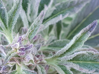 0711Lady2Trichome
