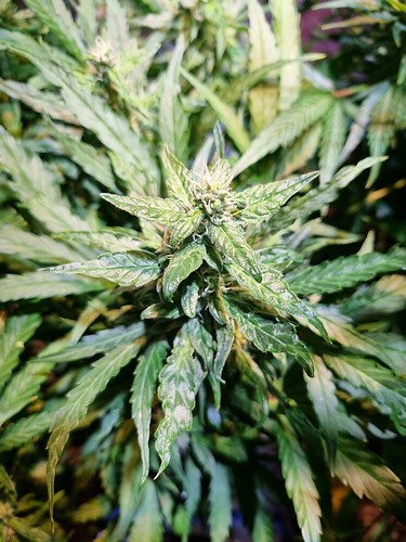 Growreport Bild 9