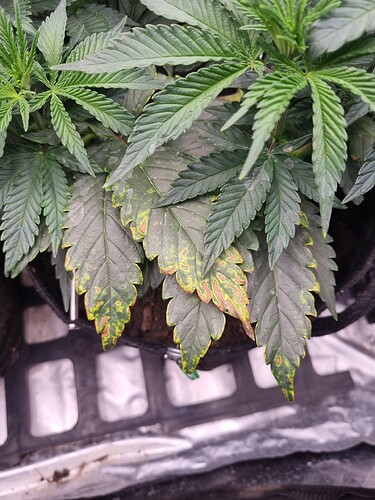Growreport Bild 34