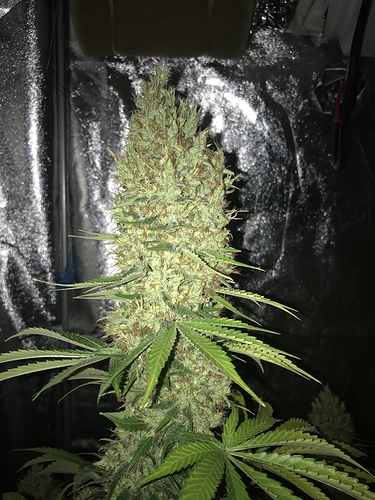 Growreport Bild 22