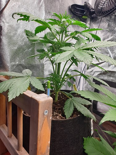 Growreport Bild 2