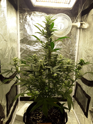 Growreport Bild 10