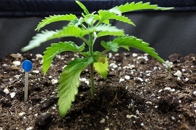 Ein junger Cannabis-Sämling mit mehreren Blättern und einem blauen Markierungsstift im Boden.