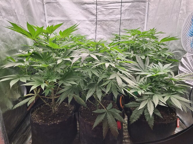 Growreport Bild 44