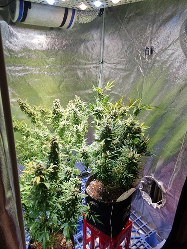Growreport Bild 3