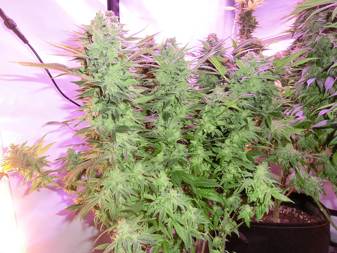 Growreport Bild 3