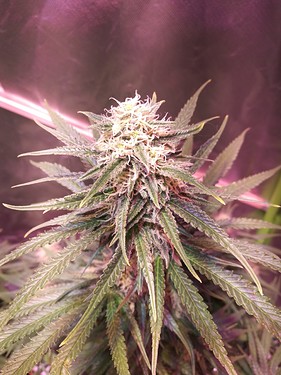 Growreport Bild 29