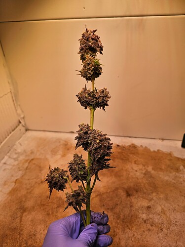 Growreport Bild 33
