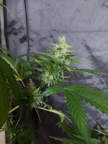 Growreport Bild 4