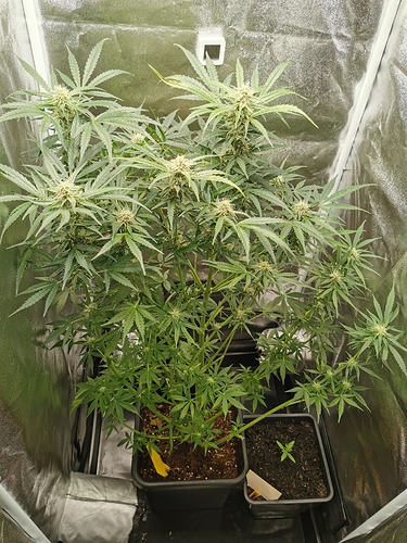 Growreport Bild 1