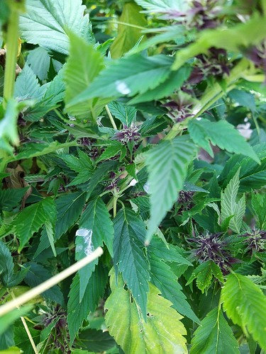 Growreport Bild 1