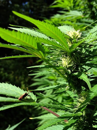 Growreport Bild 24