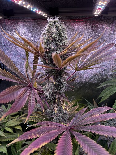 Growreport Bild 1