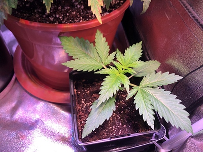 Growreport Bild 28