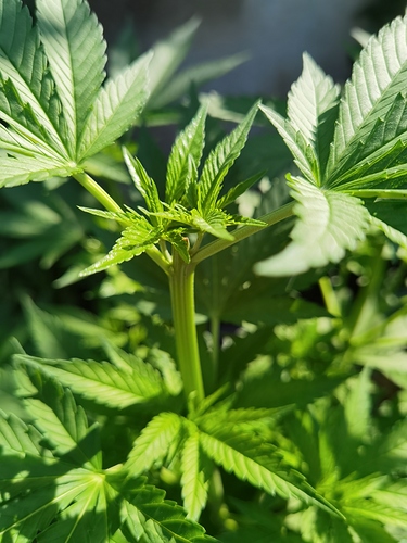 Growreport Bild 8