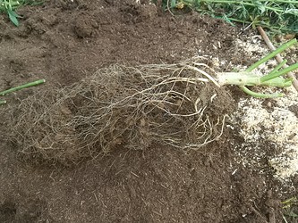 Growreport Bild 22