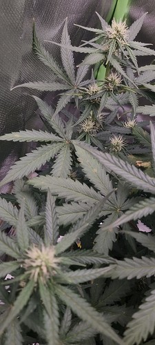 Growreport Bild 7