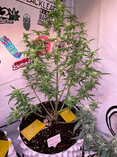 Growreport Bild 3