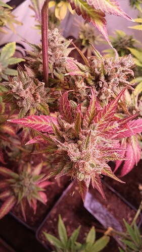 Growreport Bild 23
