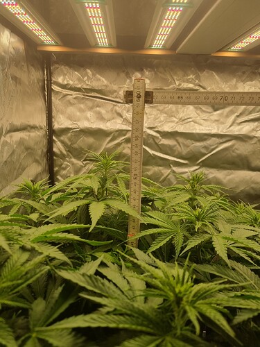 Growreport Bild 40