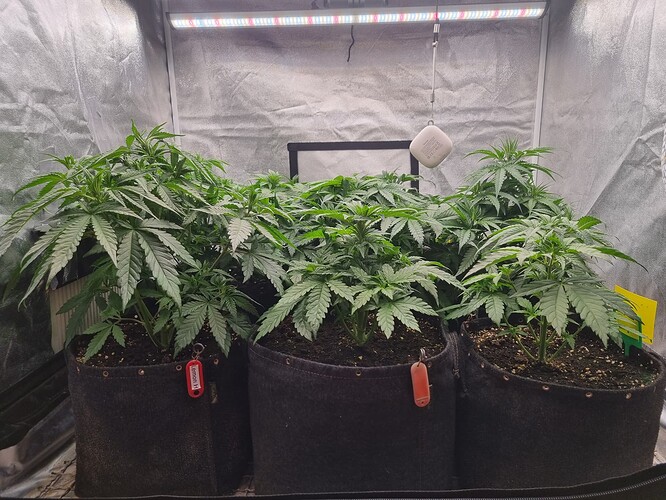 Growreport Bild 8