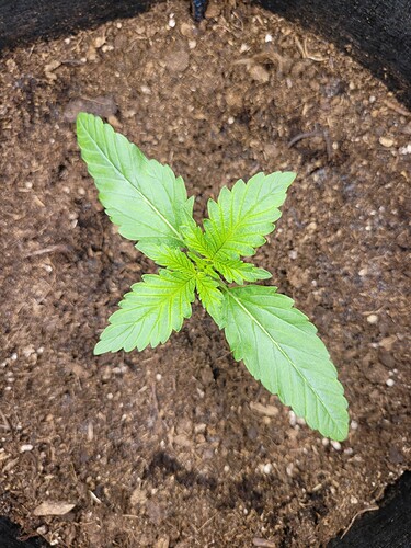 Growreport Bild 1