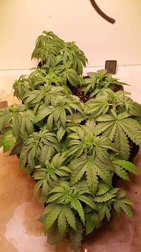 Growreport Bild 3