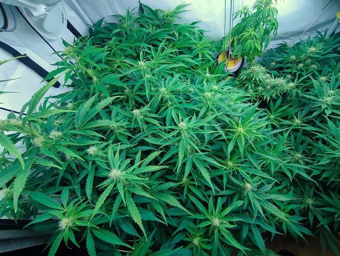 Growreport Bild 37