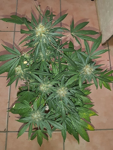 Growreport Bild 5