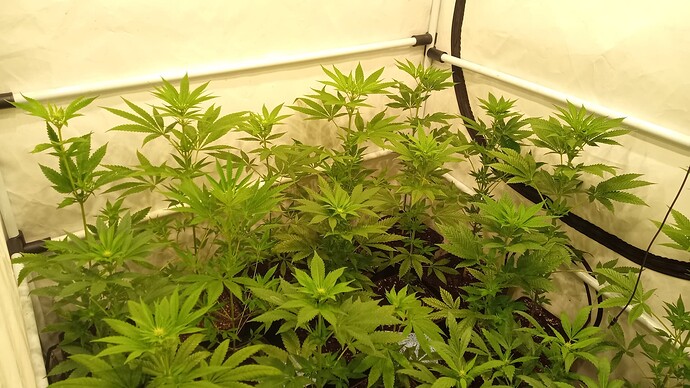 Growreport Bild 20