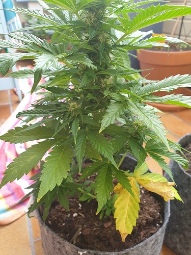 Growreport Bild 17