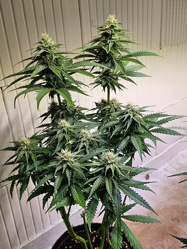 Growreport Bild 3