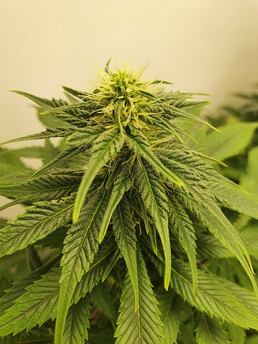 Growreport Bild 2