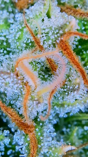 Growreport Bild 16
