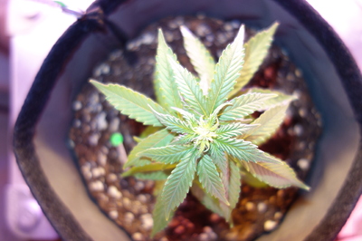 Eine junge Cannabispflanze in einem Stofftopf, die sich unter einer LED-Lampe streckt.