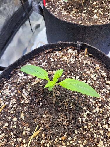 Growreport Bild 5