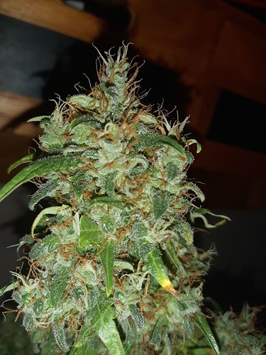 Growreport Bild 11