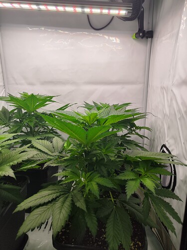 Growreport Bild 7