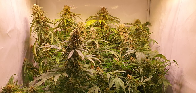 Growreport Bild 6