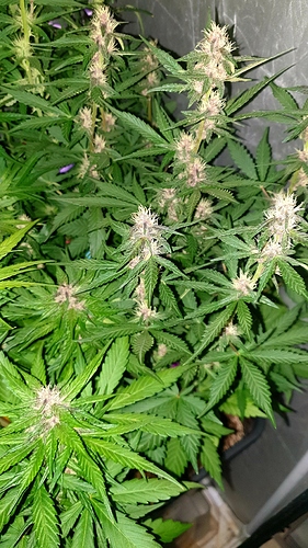 Growreport Bild 3