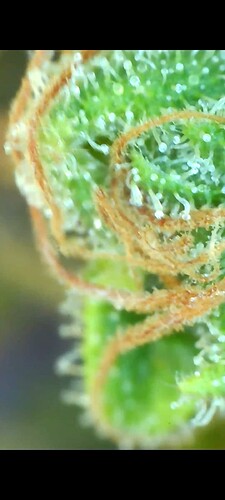 Growreport Bild 40