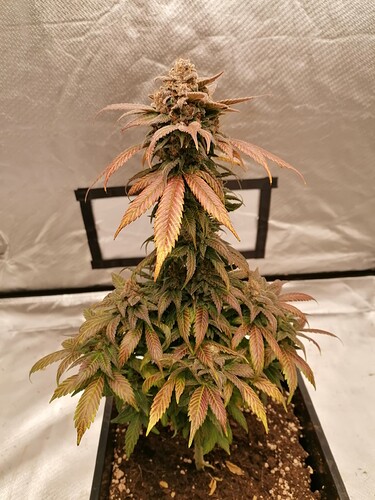 Growreport Bild 2